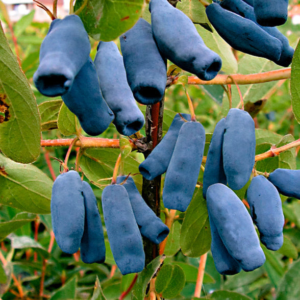 Bilde av Lonicera caer. 'Sinoglaska'-Spanne Plantesalg