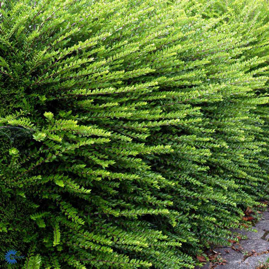 Bilde av Lonicera nit. Maigruen-Spanne Plantesalg