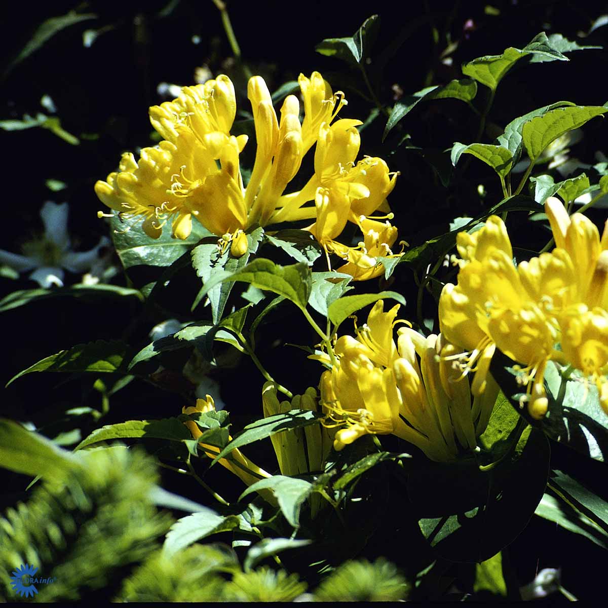 Bilde av Lonicera tellmanniana-Spanne Plantesalg