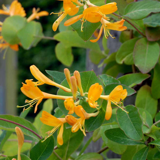 Bilde av Lonicera tellmanniana-Spanne Plantesalg