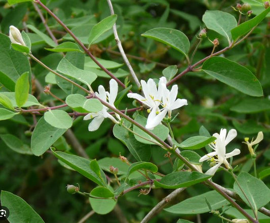 Bilde av LONICERA XYLOSTEUM-Spanne Plantesalg