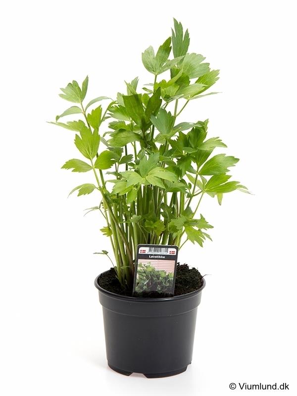 Bilde av LØVSTIKKE-Spanne Plantesalg