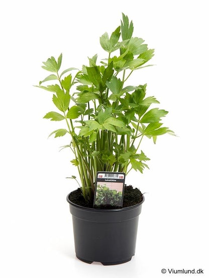 Bilde av LØVSTIKKE-Spanne Plantesalg