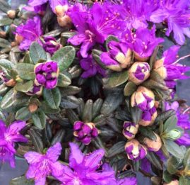 Bilde av Rhododendron lep. 'Purple Pillow'-Spanne Plantesalg