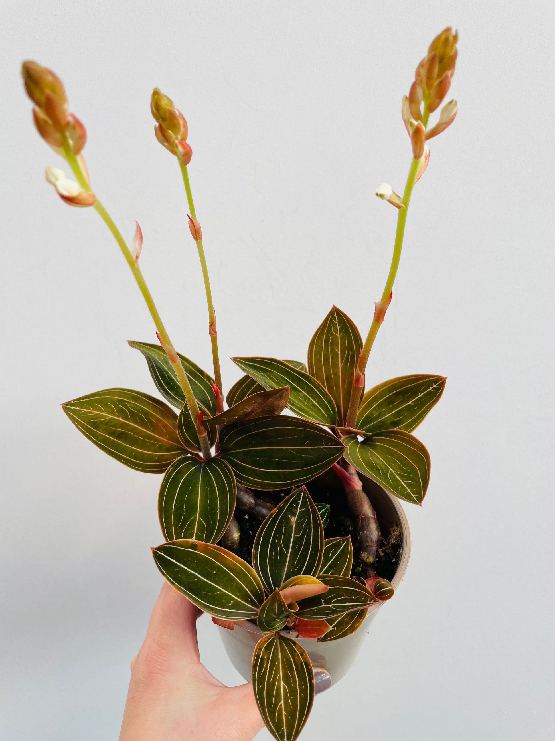 Bilde av Ludisia discolor-Spanne Plantesalg