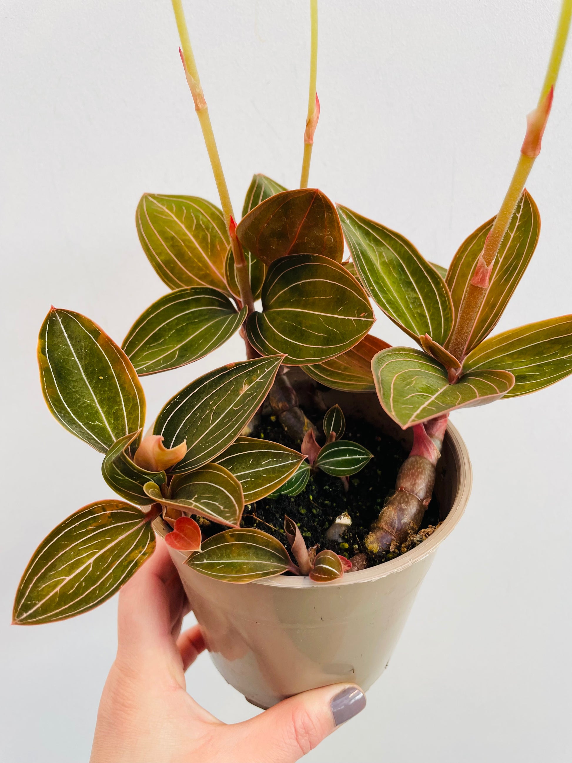 Bilde av Ludisia discolor-Spanne Plantesalg