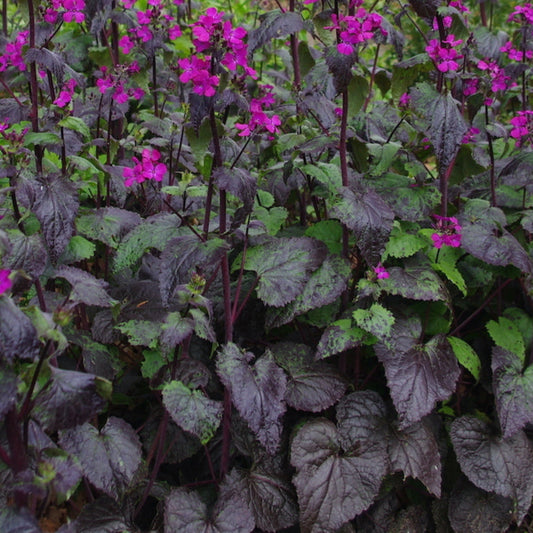 Bilde av Lunaria annua 'Chedglow'-Spanne Plantesalg