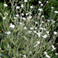 Bilde av Lychnis coronaria 'Alba'-Spanne Plantesalg