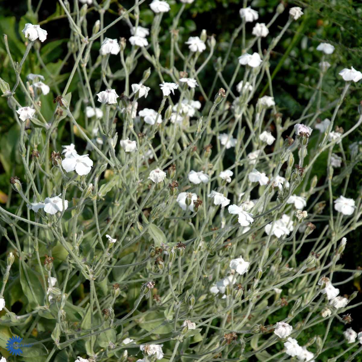 Bilde av Lychnis coronaria 'Alba'-Spanne Plantesalg
