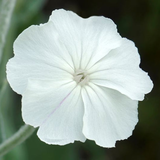 Bilde av Lychnis coronaria 'Alba'-Spanne Plantesalg