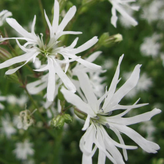 Bilde av Lychnis flos-cuculi 'Alba'-Spanne Plantesalg