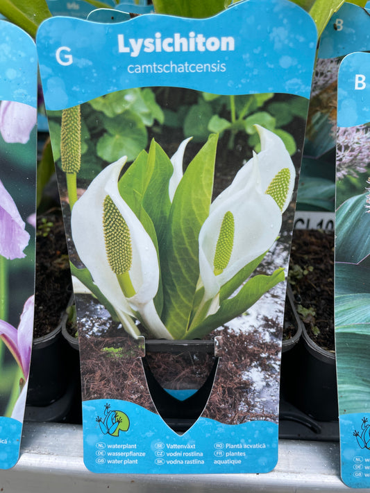 Bilde av Lysichiton camtschatcensis-Spanne Plantesalg