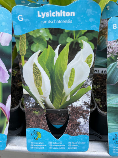 Bilde av Lysichiton camtschatcensis-Spanne Plantesalg