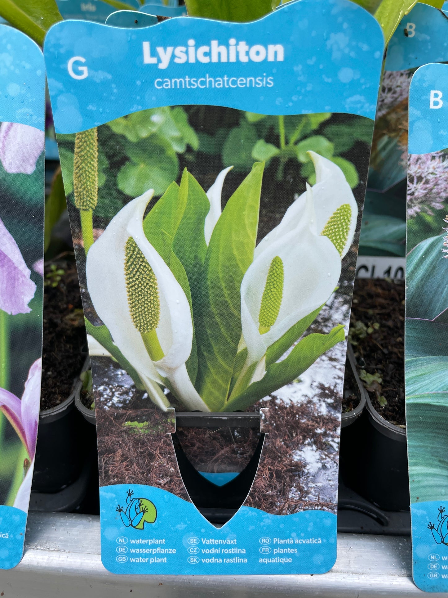 Bilde av Lysichiton camtschatcensis-Spanne Plantesalg