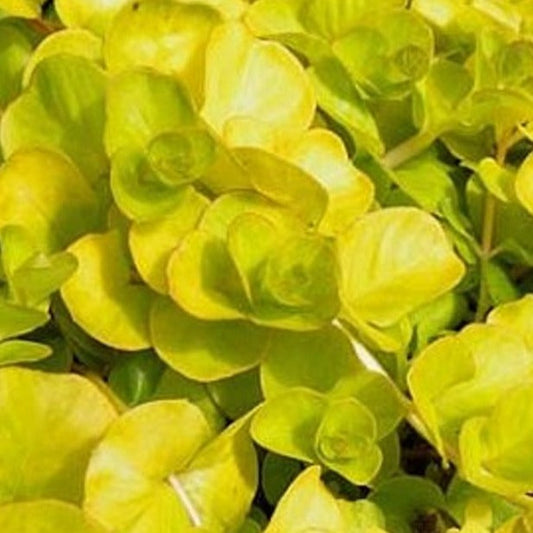 Bilde av Lysimachia numm. 'Aurea'-Spanne Plantesalg