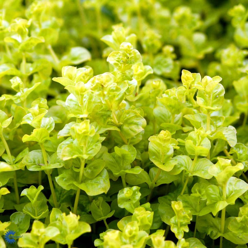 Bilde av Lysimachia nummularia-Spanne Plantesalg