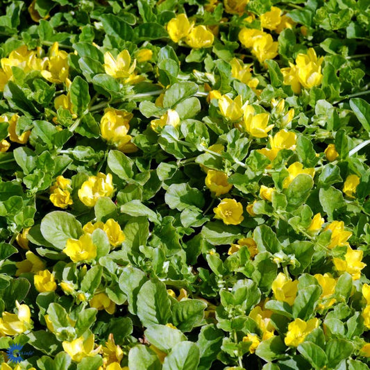 Bilde av Lysimachia nummularia-Spanne Plantesalg