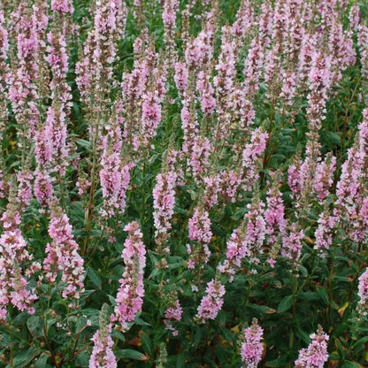 Bilde av Lythrum sal. 'Blush'-Spanne Plantesalg