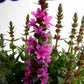 Bilde av Lythrum sal. 'Robert'-Spanne Plantesalg