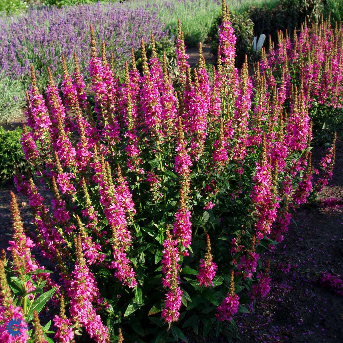 Bilde av Lythrum sal. 'Robert'-Spanne Plantesalg