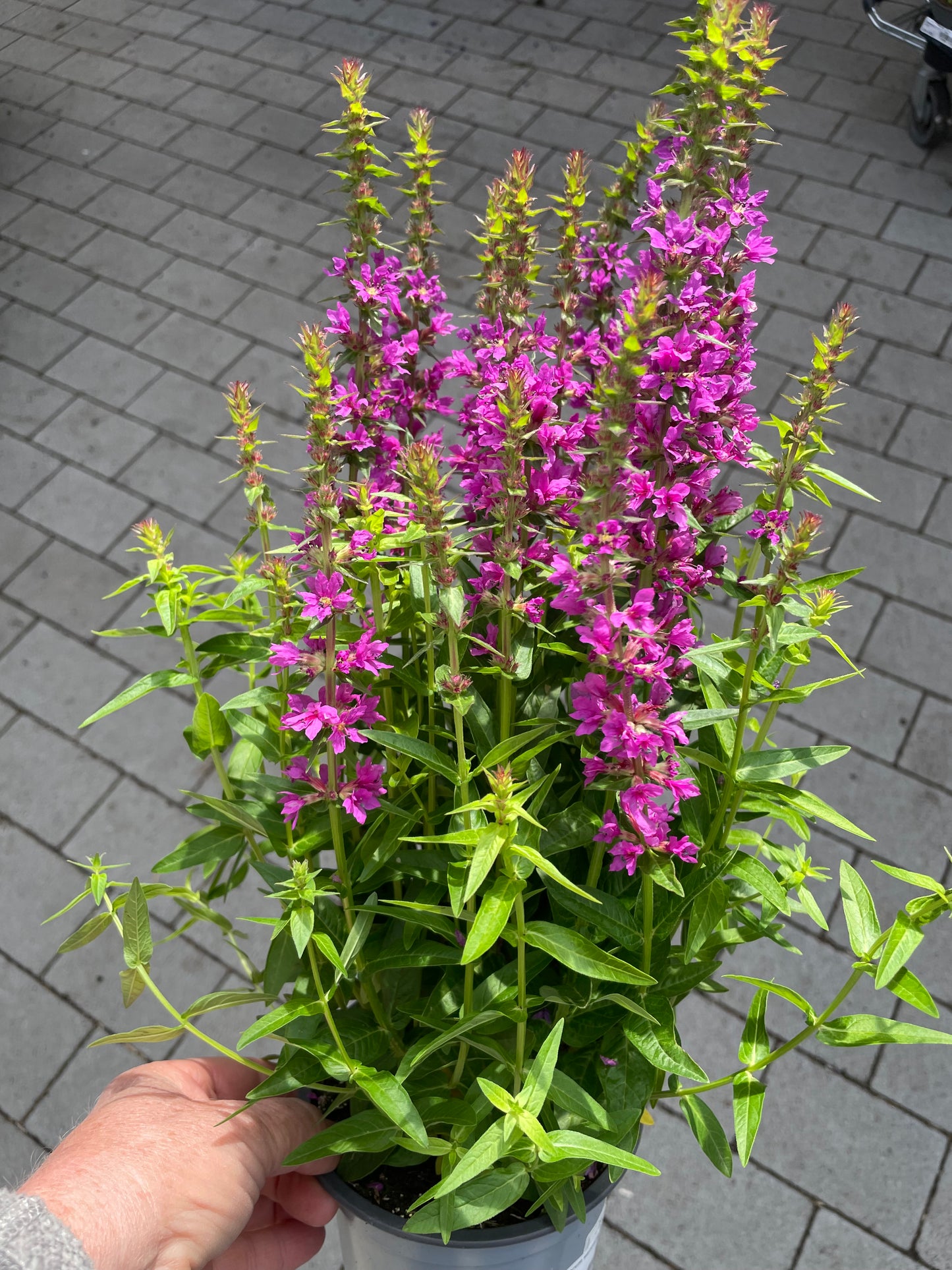 Lythrum salicaria Robin pink