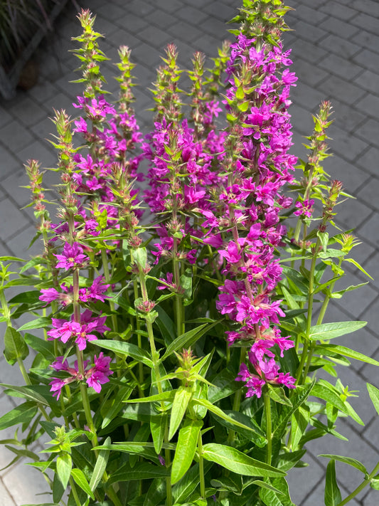 Bilde av Lythrum salicaria Robin pink-Spanne Plantesalg