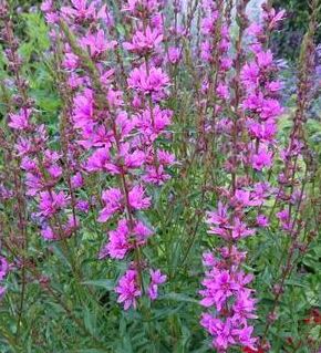 Bilde av LYTHRUM SALICARIA ROBIN-Spanne Plantesalg