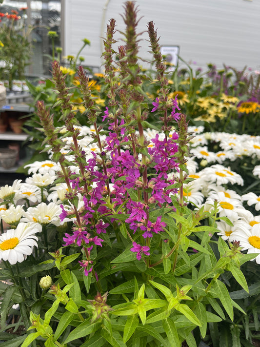 Bilde av Lythrum salicaria-Spanne Plantesalg