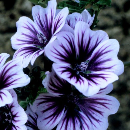 Bilde av Malva sylvestris-Spanne Plantesalg