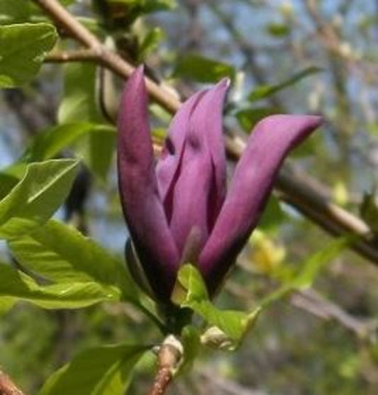 Bilde av Magnolia 'Black Beauty'-Spanne Plantesalg