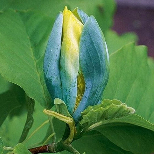 Bilde av Magnolia 'Blue Opal'-Spanne Plantesalg