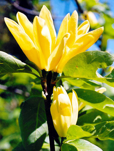 Bilde av Magnolia 'Daphne'-Spanne Plantesalg