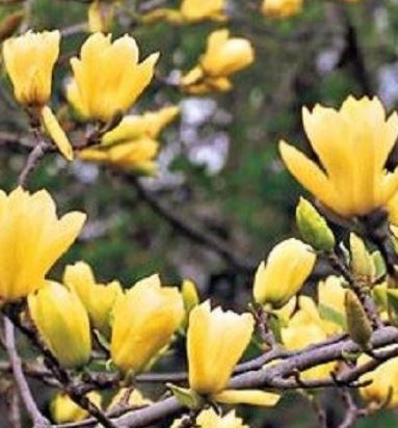Bilde av Magnolia denudata Yellow River-Spanne Plantesalg