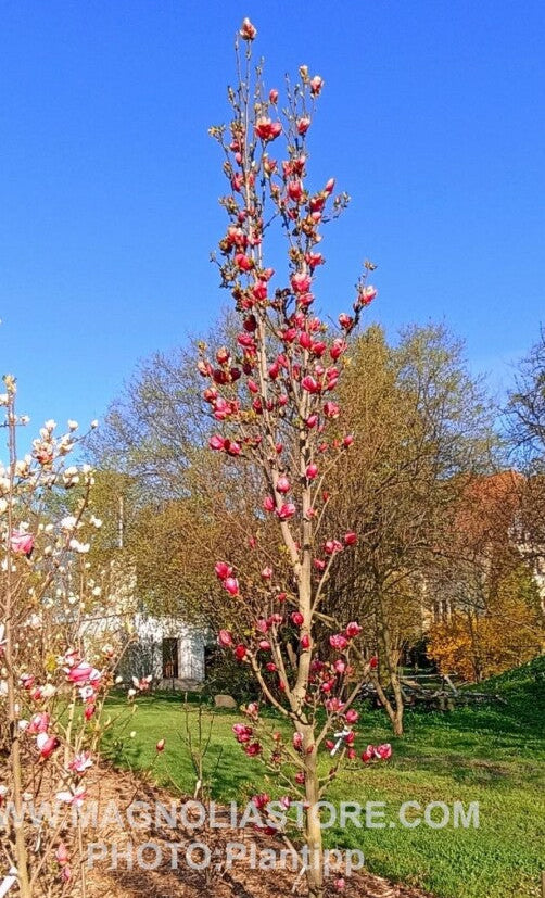 Bilde av Magnolia 'Flower Tower'-Spanne Plantesalg