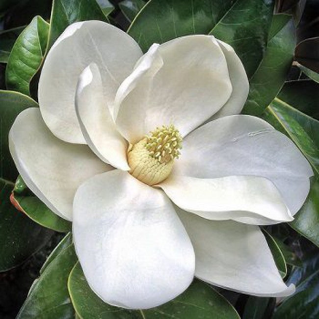 Bilde av Magnolia grandiflora '24 Below'-Spanne Plantesalg