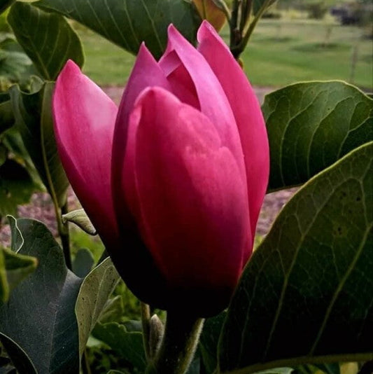 Bilde av Magnolia 'Lidia'-Spanne Plantesalg