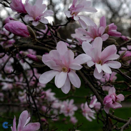 Bilde av Magnolia loebneri 'Leonard Messel'-Spanne Plantesalg