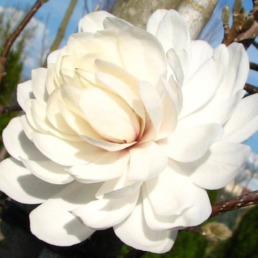 Bilde av Magnolia loebnerii 'Wildcat'-Spanne Plantesalg