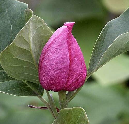 Bilde av Magnolia 'March-Till-Frost'-Spanne Plantesalg