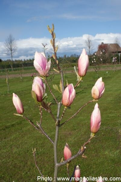 Bilde av Magnolia 'Melon Sky'-Spanne Plantesalg