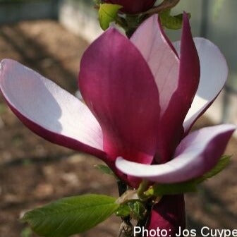 Bilde av Magnolia 'Old Port'-Spanne Plantesalg