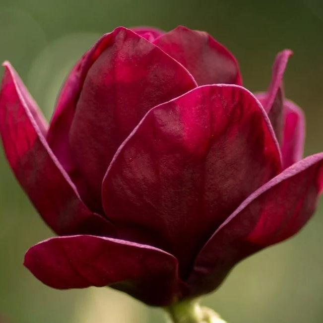 Bilde av Magnolia 'Red as Red-Spanne Plantesalg