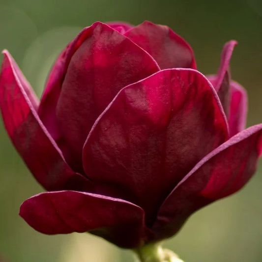 Bilde av Magnolia 'Red as Red-Spanne Plantesalg