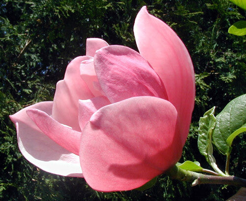 Bilde av Magnolia 'Rose Marie'-Spanne Plantesalg