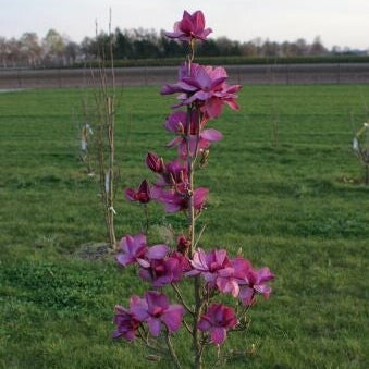 Bilde av Magnolia 'Royal Purple'-Spanne Plantesalg
