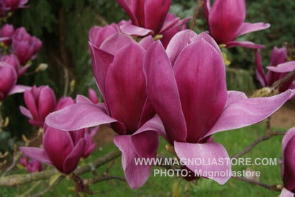 Bilde av Magnolia 'Shirazz'-Spanne Plantesalg