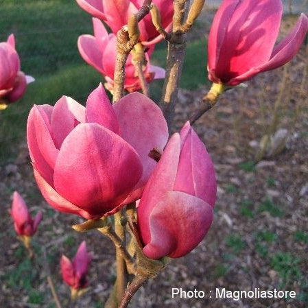 Bilde av Magnolia 'Shirazz'-Spanne Plantesalg