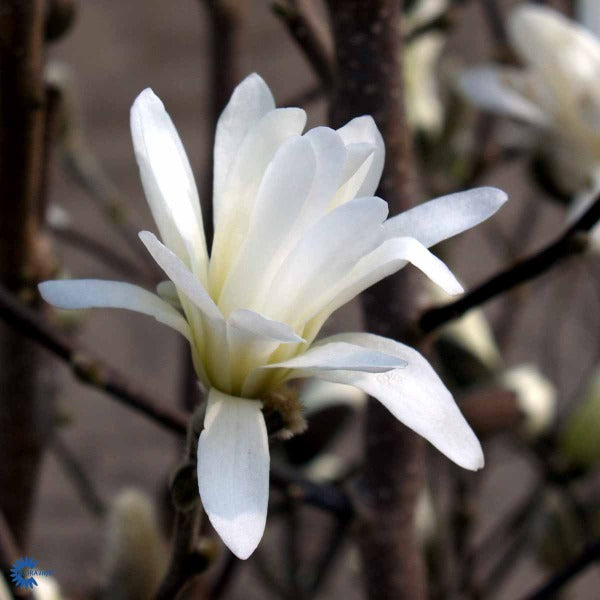 Bilde av Magnolia stellata 'Royal Star'-Spanne Plantesalg