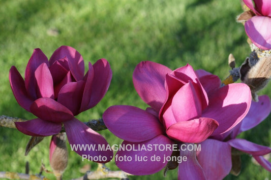 Bilde av Magnolia 'Strawberry Fields'-Spanne Plantesalg