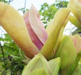 Bilde av Magnolia 'Sunsation'-Spanne Plantesalg
